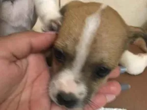 Cachorro raça Sem raça definida  idade Abaixo de 2 meses nome Sem nome