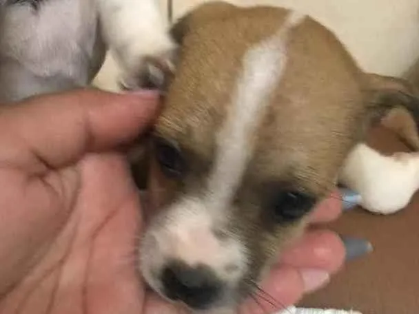 Cachorro ra a Sem raça definida  idade Abaixo de 2 meses nome Sem nome