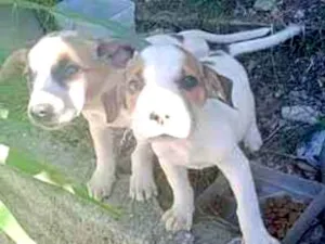Cachorro raça SRD-ViraLata idade 2 a 6 meses nome filhotes