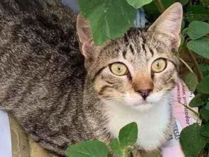 Gato raça sem raça  idade 2 a 6 meses nome sem nome