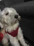 Apólo 