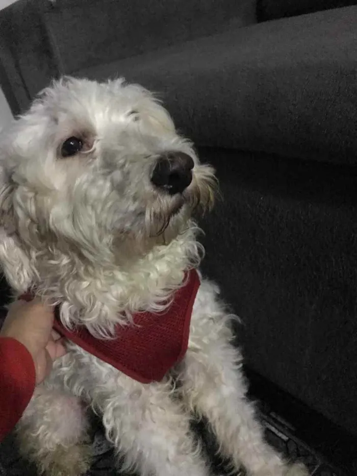 Cachorro ra a Poodle idade  nome Apólo 