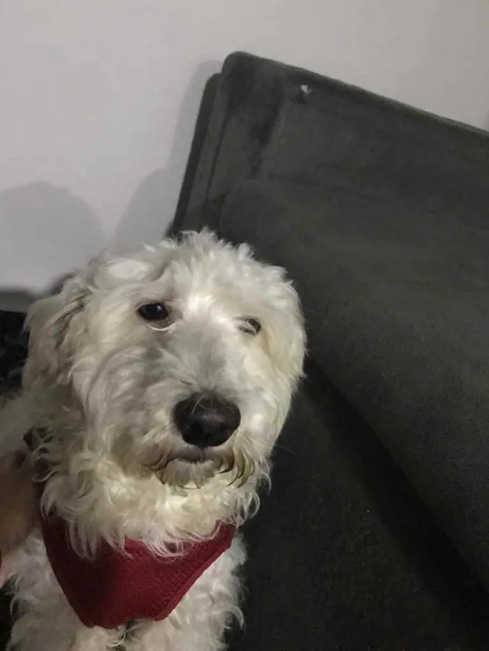 Cachorro ra a Poodle idade  nome Apólo 