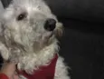 Apólo
