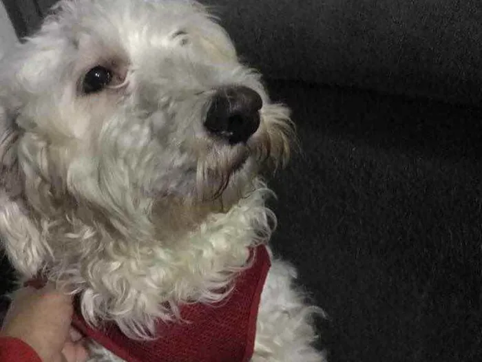 Cachorro ra a Poodle idade  nome Apólo 