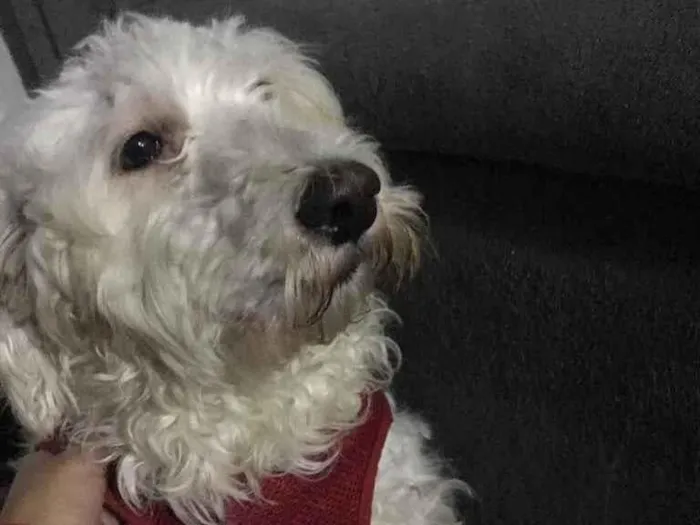 Cachorro ra a Poodle idade  nome Apólo 