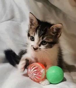 Gato raça SRD-ViraLata idade 2 a 6 meses nome Gracioso