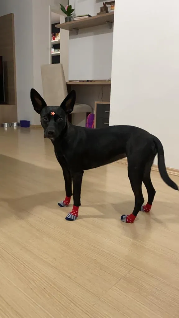 Cachorro ra a Vira-lata  idade 1 ano nome Zoe