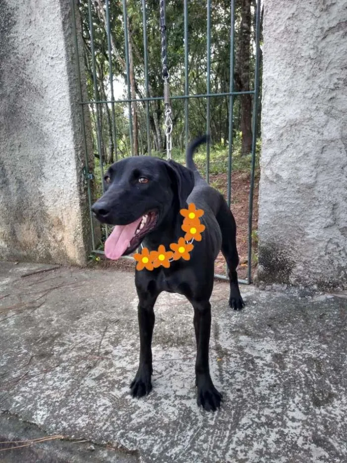 Cachorro ra a SRD-ViraLata idade 1 ano nome Duquesa