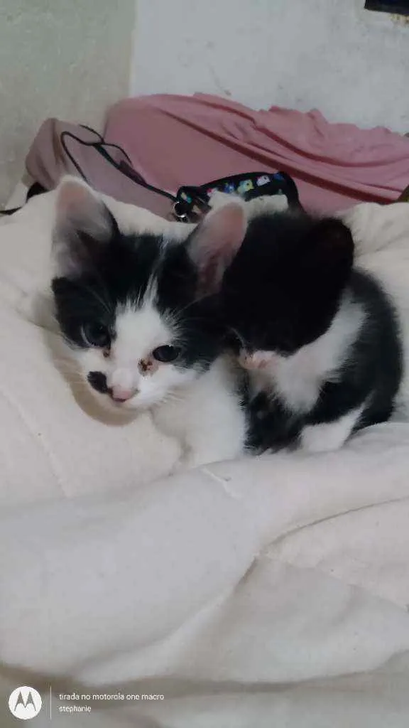 Gato raça Vira lata  idade 2 a 6 meses nome Ainda não tem nomes 
