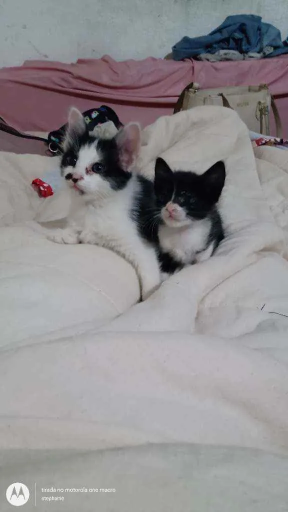 Gato raça Vira lata  idade 2 a 6 meses nome Ainda não tem nomes 