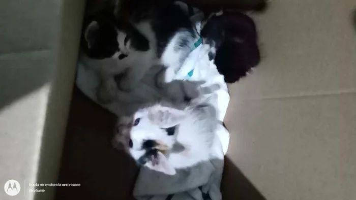 Gato raça Vira lata  idade 2 a 6 meses nome Ainda não tem nomes 