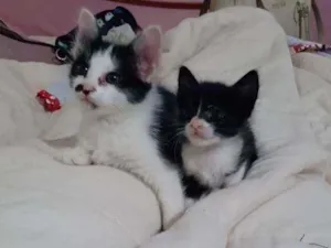 Gato raça Vira lata  idade 2 a 6 meses nome Ainda não tem nomes 