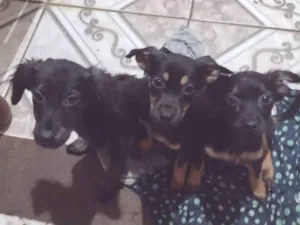 Cachorro raça Viralatas idade 2 a 6 meses nome Eles não tem nome