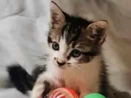 Gato raça SRD-ViraLata idade 2 a 6 meses nome Gracioso