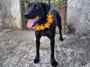 Cachorro raça SRD-ViraLata idade 1 ano nome Duquesa