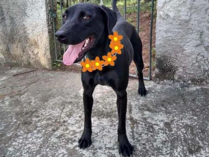 Cachorro ra a SRD-ViraLata idade 1 ano nome Duquesa