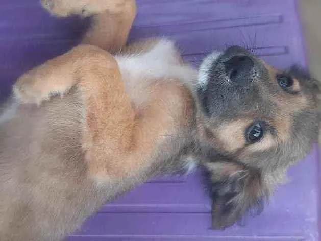 Cachorro ra a Vira lata idade 2 a 6 meses nome Grandão 