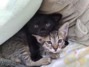 Gato raça SRD  idade 2 a 6 meses nome Tina e Luna 