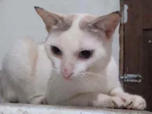 Gato raça  idade 7 a 11 meses nome Não sei