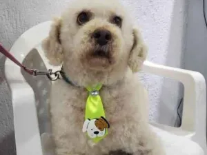 Cachorro raça Podle  idade 6 ou mais anos nome Bartolomeu 