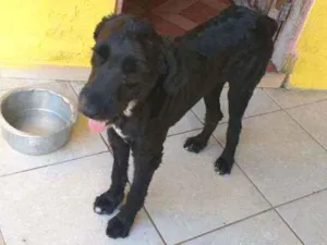 Cachorro raça SRD  idade 2 anos nome Pirata