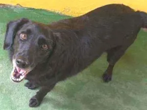 Cachorro raça SRD  idade 3 anos nome Chop 