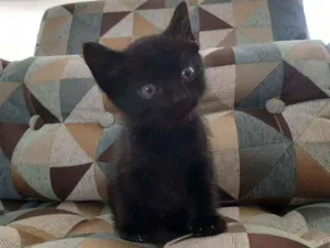 Gato raça SRD  idade Abaixo de 2 meses nome Princess 
