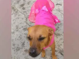 Cachorro raça SRD  idade 3 anos nome Penélope 