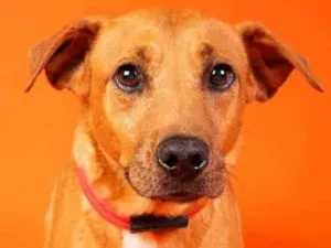 Cachorro raça SRD  idade 2 anos nome Edu 