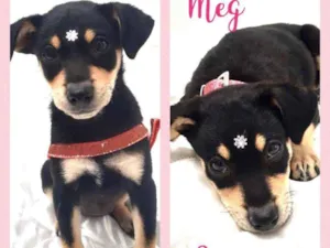 Cachorro raça SRD  idade 2 a 6 meses nome Meg 