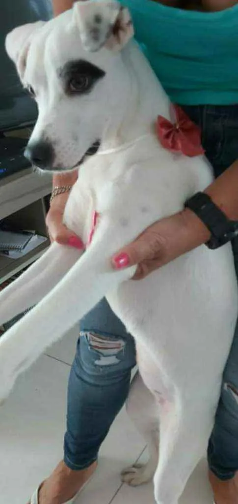 Cachorro ra a Srd idade 7 a 11 meses nome SEM NOME