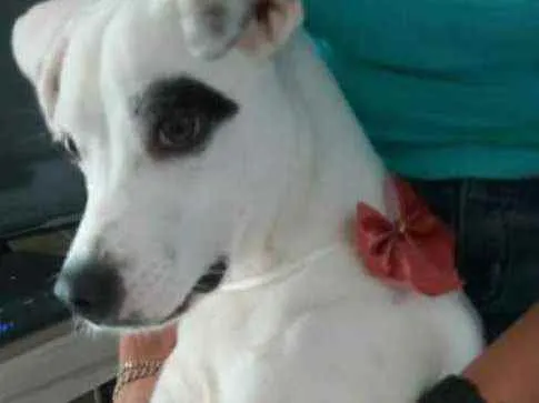 Cachorro ra a Srd idade 7 a 11 meses nome SEM NOME