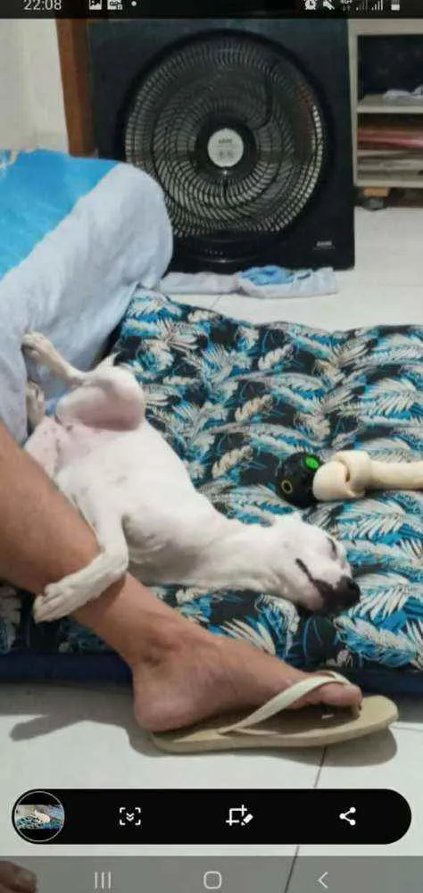 Cachorro ra a Srd idade 7 a 11 meses nome SEM NOME