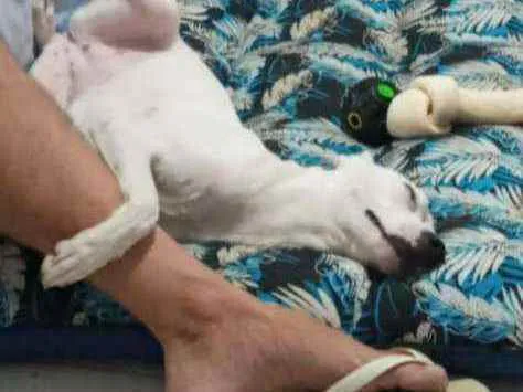 Cachorro ra a Srd idade 7 a 11 meses nome SEM NOME