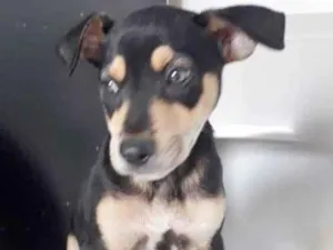 Cachorro raça SRD-ViraLata idade 2 a 6 meses nome APOLLO