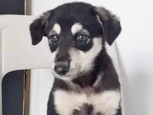 Cachorro raça SRD-ViraLata idade 2 a 6 meses nome BORIS