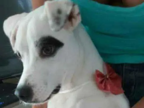 Cachorro ra a Srd idade 7 a 11 meses nome SEM NOME