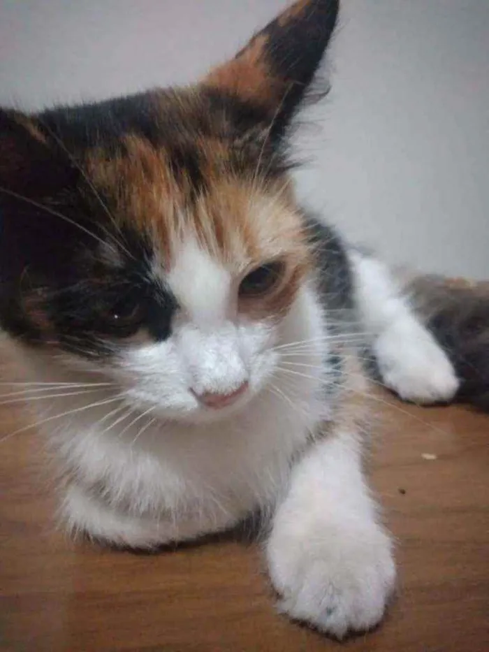 Gato ra a Srd idade 7 a 11 meses nome Scarlett