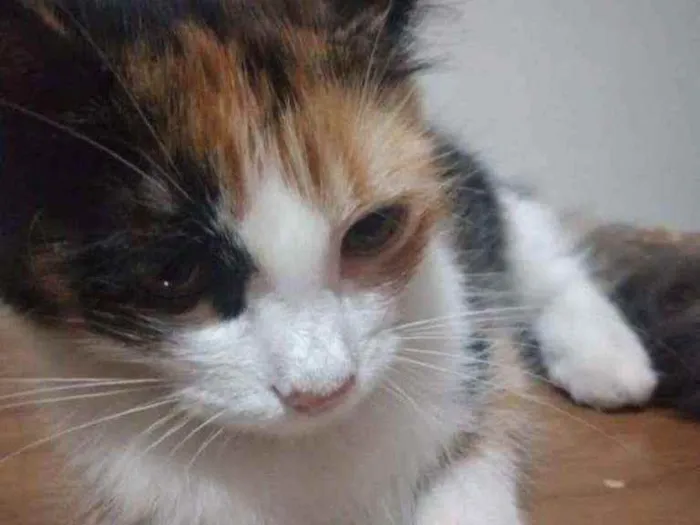 Gato ra a Srd idade 7 a 11 meses nome Scarlett