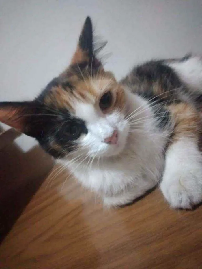 Gato ra a Srd idade 7 a 11 meses nome Scarlett