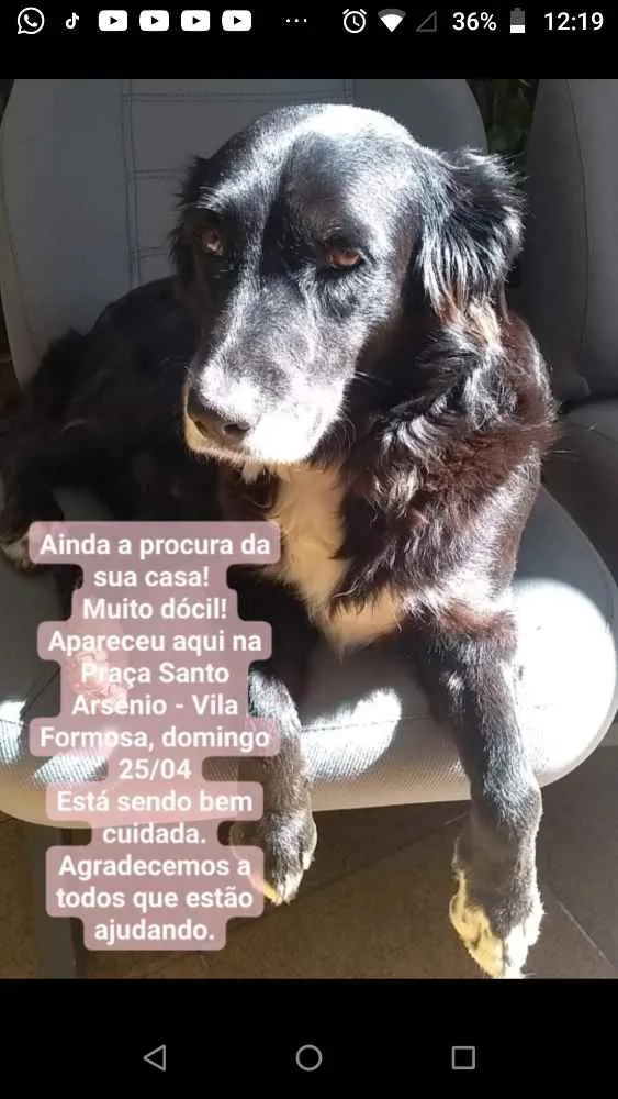 Cachorro ra a SRD idade 2 anos nome Kiki