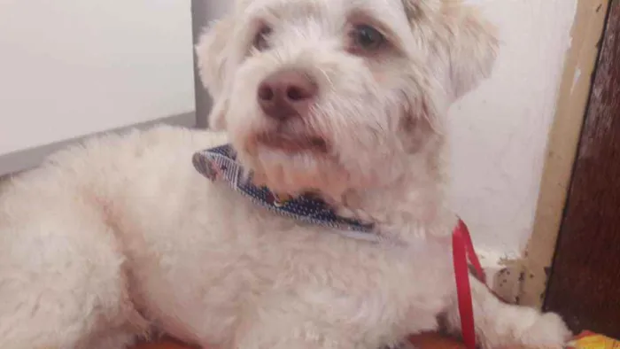 Cachorro raça Poodle  idade 1 ano nome Menino 