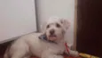 Menino 