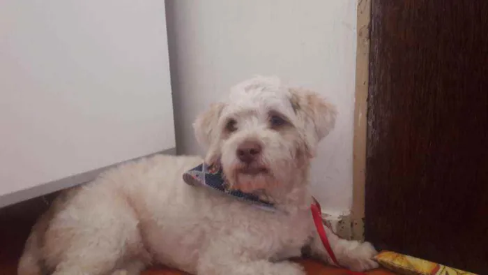 Cachorro raça Poodle  idade 1 ano nome Menino 