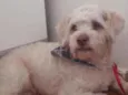 Menino 