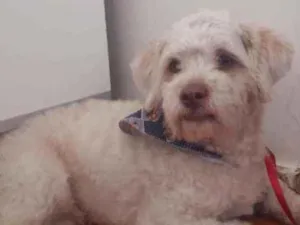 Cachorro raça Poodle  idade 1 ano nome Menino 
