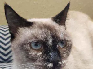 Gato raça SRD idade 7 a 11 meses nome Katarina