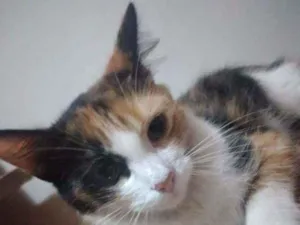 Gato raça Srd idade 7 a 11 meses nome Scarlett