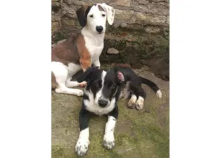 Cachorro raça labrador com Rottweilers idade 2 a 6 meses nome Fera